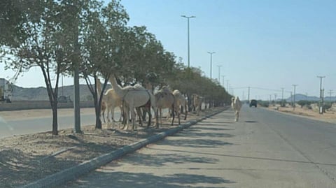 في ظاهرة مستمرة.. إبل سائبة تتجوّل بـ"القويعية" وسط غياب الرقابة