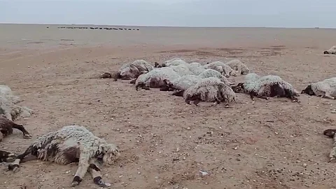شاهد.. نفوق قطيع من الأغنام بسبب صاعقة رعدية شرق حفر الباطن