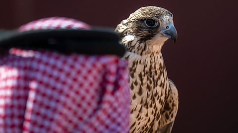 شركات ومؤسسات تستثمر في الصقارة من بوابة مهرجان الملك عبدالعزيز للصقور 2024
