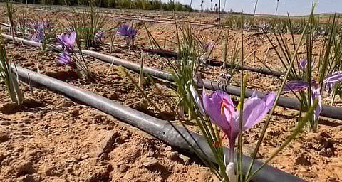 زراعة "الذهب الأحمر" في تيماء.. مشروع زراعي واعد يعزز التنمية المستدامة