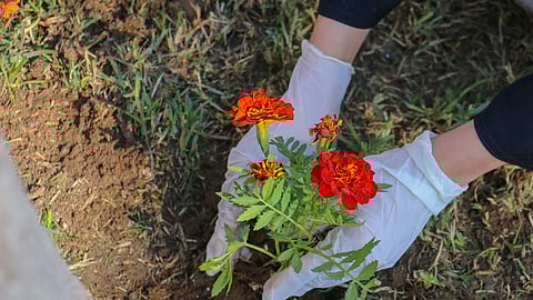 أمانة وجامعة الطائف تتكاتفان لتحسين المشهد الحضري وزيادة الغطاء النباتي بالمحافظة