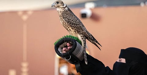 في مهرجان الملك عبد العزيز للصقور.. 17 صقارة سعودية يلفتن الأنظار