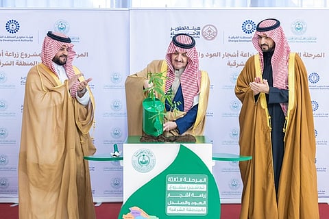 ضمن مبادرة "السعودية الخضراء".. "أمير الشرقية" يغرس أول شتلة "صندل" بالمنطقة