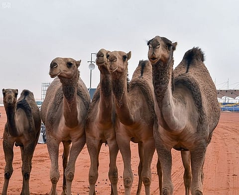 بيع صفات وراثية غير موجودة.. بيطري لـ"سبق": العبث بالإبل قد يسبب السرطانات للإنسان