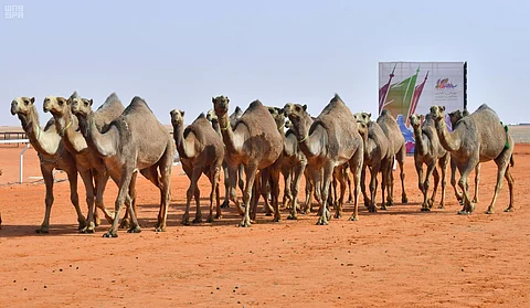 640 فردية في التحكيم النهائي ضمن منافسات بيرق الموحد لفئة الشعل