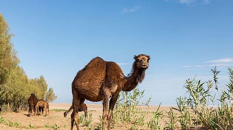 طاردوها بالمروحيات بعد تخطِّي أعدادها المليون.. لهذه الأسباب يقتل الأستراليون الإبل