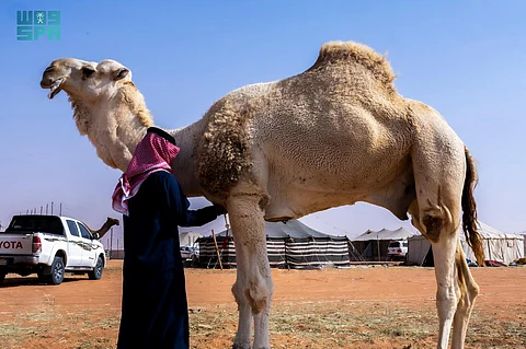 شريان الحياة ورمز الحضارة.. الإبل تسهم في صياغة التاريخ البشري وقصة الصمود