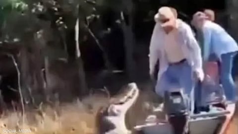 يمكن أن يصل طول التمساح الأسود إلى 6 أمتار