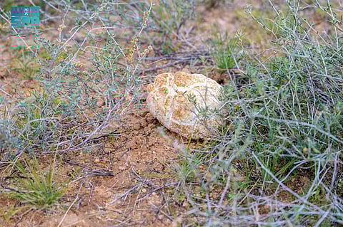 "البلوخ للشيوخ" وماؤها شفاءٌ للعين.. "أسرار زراعة الكمأ بالقصيم".. ثروة و4 أنواع