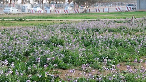 منتزه اللبخ