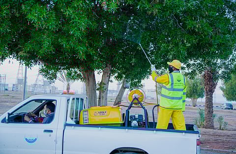 أمانة تبوك تواجه الدواب الضالة والكلاب العقورة وطارد الثعابين ضمن برنامج متكامل