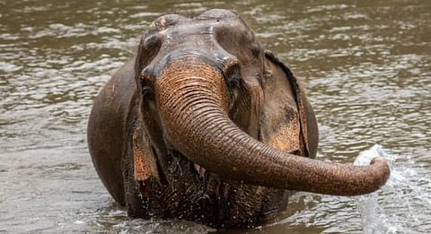 احذروا الاقتراب من الحيوانات.. فيل يقتل سائحة إسبانية في محمية بتايلاند