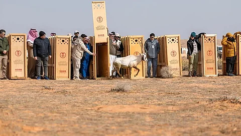 إطلاق عدد من الكائنات الفطرية المهددة بالانقراض بمحمية الإمام تركي بن عبدالله