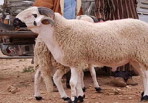 هل تلغي المغرب "نحر الأضاحي" هذا العام.. صحيفة: قلق ومخاوف بين مربي الماشية من الأضرار الاقتصادية