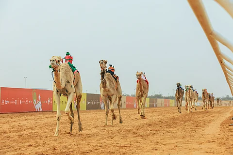 مهرجان خادم الحرمين الشريفين للهجن: 62% من أشواط اليوم الافتتاحي سعودية