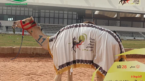 مهرجان خادم الحرمين الشريفين: ملاك الهجن الإماراتيون أبطالاً لكؤوس اليوم الثاني