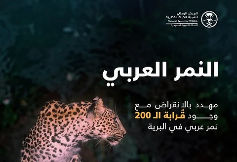 من "وثبة أمل" إلى "صندوق النمر العربي".. جهود المملكة تعيد الحياة لأيقونة البرية