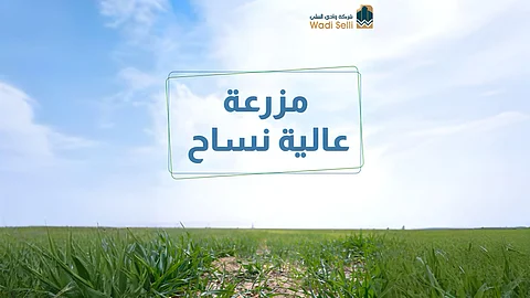 ابتداءً من الغد.. شركة وادي السلي تطرح مزاد "مزرعة عالية نساح" بفرص استثمارية واعدة