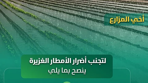 الإرشاد الزراعي يُصدر توصياته للمزارعين لتجنب أضرار الأمطار الغزيرة