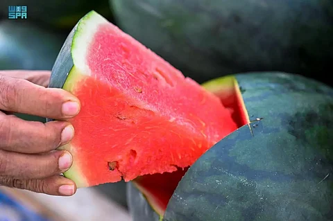 يتوقعون وفرة وعينهم على مبيعات "رمضان".. مزارعو البطيخ بجازان يسوّقون محصولهم