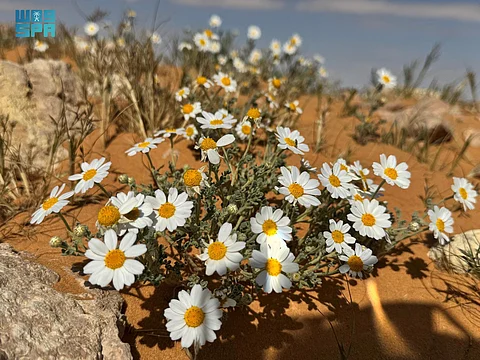 زهور الأقحوان ترسم لوحات فنية في السهول الرملية بالجوف