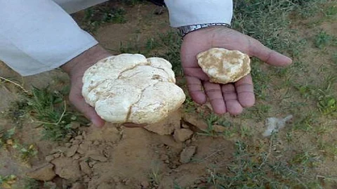 "الحديث عن بذورها غير دقيق".. المسند: الكمأة لا تزال لغزًا علميًا وزراعتها تواجه تحديات كبيرة