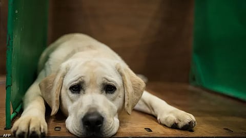 الدراسة أجريت على كلاب من نوع "لابرادور ريتريفر"