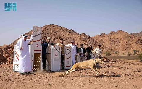 الحياة الفطرية تطلق 16 كائنًا فطريًا في محميتي الحجر ووادي نخلة