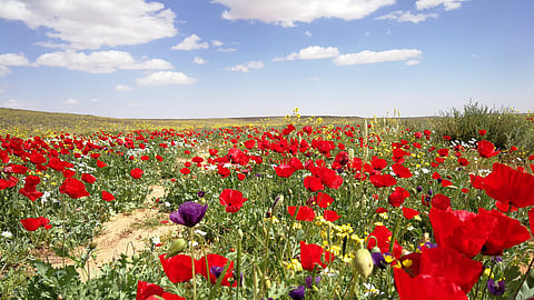"المسند": أجواء دافئة نهارًا وباردة مساءً.. وانخفاض مرتقب في درجات الحرارة