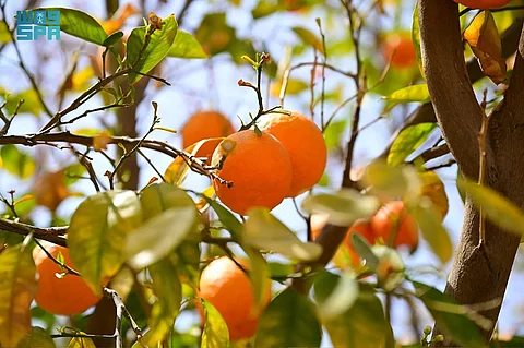 المحاصيل الزراعية في العُلا.. تنوُّع يثري موائد شهر رمضان