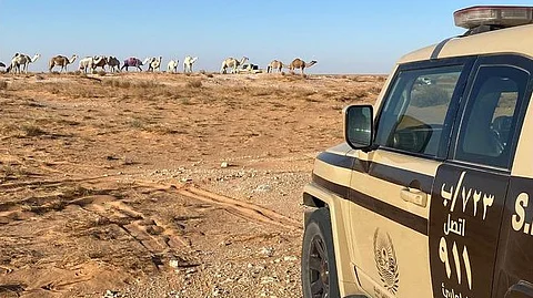 قوات الأمن البيئي تضبط مخالفًا لرعي الإبل في محمية الإمام عبدالعزيز الملكية