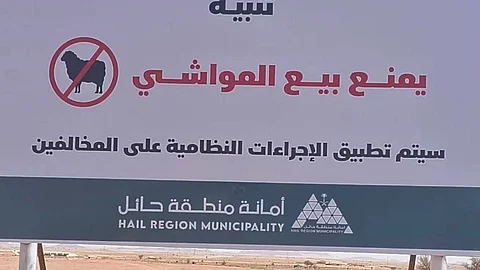 "أمانة حائل" تمنع بيع المواشي في سوق الودي المؤقت وتتوعَّد المخالفين