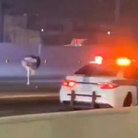 مرور جدة يسيطر على نعامة بطريق الحرمين فرت من إحدى المحميات القريبة