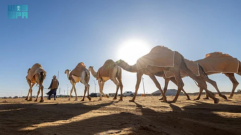 انطلاق فعاليات مزاد الإبل الثاني بمنطقة الجوف وسط حضور لافت وتنظيم مميز