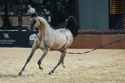 بجوائز مالية تتجاوز 24 مليون يورو.. انطلاق "جولة الرياض" للجياد العربية