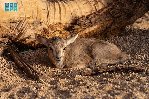يُعد الظبي الرملي من الأنواع الأصيلة في المملكة العربية السعودية