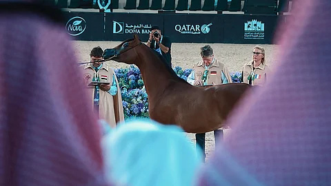 جولات الجياد العربية 2025 "جولة الرياض" .. تأهل 12 جوادًا للنهائي من المحطة الرابعة