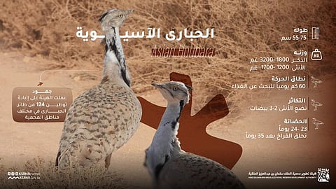 محمية الملك سلمان تشهد إعادة توطين 124 طائر حبارى نادر ضمن جهود حماية التنوع الأحيائي