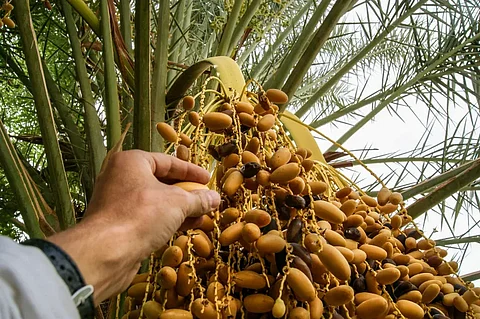 مزارعو المدينة المنورة يشرعون في تنفيذ عملية "سربان" النخيل لتعزيز جودة الإنتاج