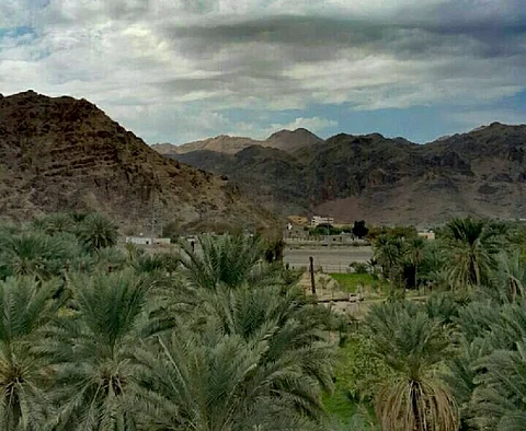 "السوسة الحمراء " تغزو خيف المضيق.. مخزون التمور في الجزيرة العربية