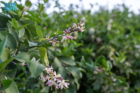 شاهد.. "مزارع تبوك" تشهد إزهار أكثر من 90 ألف شجرة حمضيات خلال أبريل الجاري