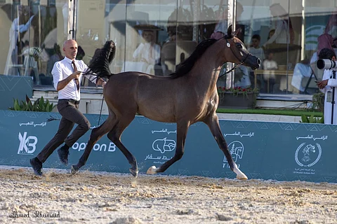 بالصور.. انطلاق فعاليات بطولة القصيم للخيل العربية الأصيلة في ميدان الملك سعود للفروسية بمدينة بريدة