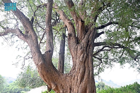 تحت شمس الجنوب تقف .."شاهد "شجرة الجميز" الجازانية بين الظلال والحكايات"