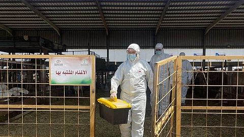 استعدادًا لموسم الحج... "البيئة" تنفذ فرضية لانتشار وباء بسوق مواشي جنوب مكة المكرمة