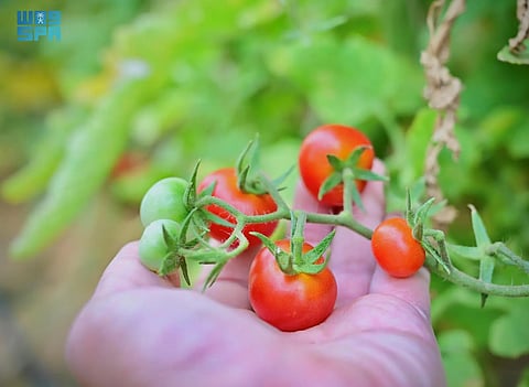مستقبل الزراعة في المملكة.. البيوت المحمية شريك رئيس في توفير المخزون الغذائي المحلي
