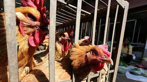 موريتانيا تحظر استهلاك الدجاج المستورد من الصين بفتوى شرعية رسمية