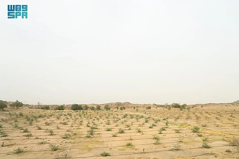 الطريق نحو الـ 1.4 مليار شجرة.. زراعة أكثر من 20 مليون شجرة في منطقة الرياض