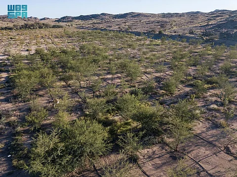 "تنمية الغطاء النباتي" يؤكد تأهيل الأراضي وتعزيز الحماية البيئية من الأخطار الطبيعية