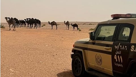 ضَبْط مواطن خالف نظام البيئة برعي الإبل في محمية ملكية بالرياض