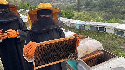 طالبات "رجال ألمع" يشاركن في تربية النحل عبر مبادرة نوعية تدعم "السعودية الخضراء"